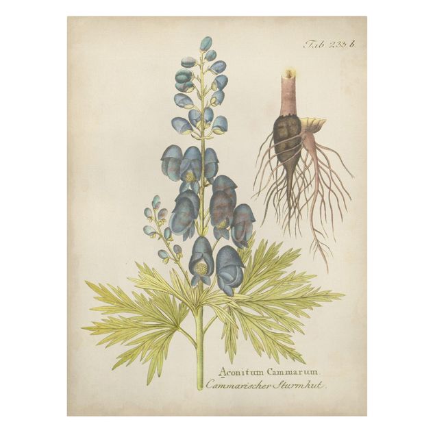 Obraz niebieski Botanika w stylu vintage z niebieską kominiarką