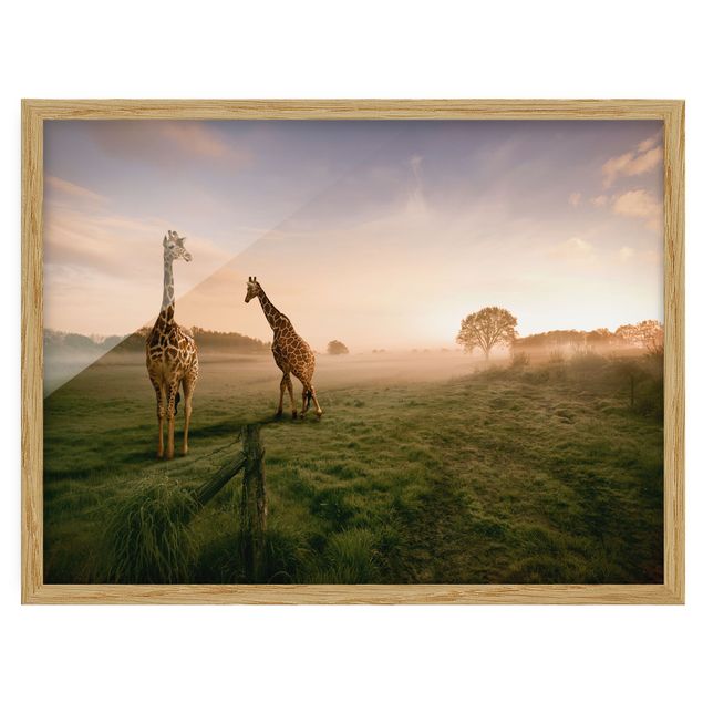 Obrazy w ramie do korytarzu Surrealistyczne żyrafy