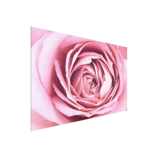 Obrazy na szkle poziomy Różowy kwiat róży