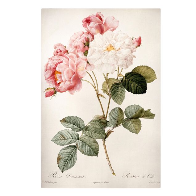 Obraz vintage Pierre Joseph Redouté - Róża damasceńska