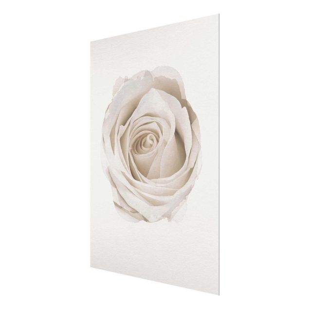 Obrazy nowoczesny Akwarele - Piękna biała róża