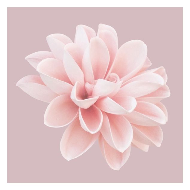 Fototapeta - Kwiat dalii Lawendowy Różowy Biały