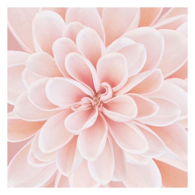 Fototapeta - Dahlia w pastelowym różu