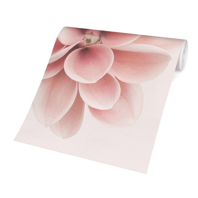 Fototapety Dahlia Różowy pastelowy kwiat centrowany