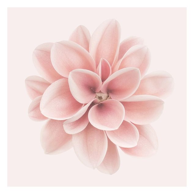 Fototapeta - Dahlia Różowy pastelowy kwiat centrowany