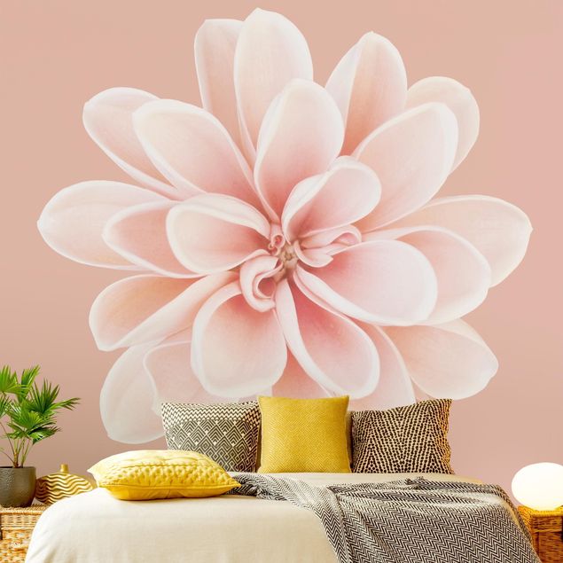 Tapety kwiaty Dahlia różowa pastelowa biała centrowana