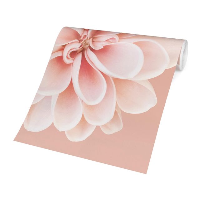 Fototapety Dahlia różowa pastelowa biała centrowana