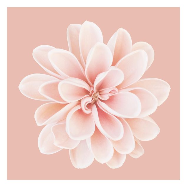 Fototapeta - Dahlia różowa pastelowa biała centrowana