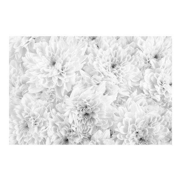 Fototapeta - Dahlia Morze kwiatów czarno-białe