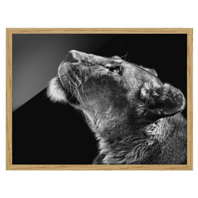 Obrazy lew Portret lwicy