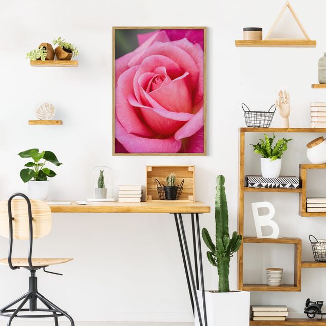 Obrazy w ramie do korytarzu Kwiat różowej róży na tle zieleni