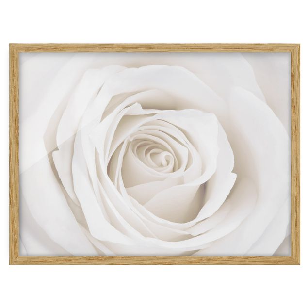 Obrazy w ramie do kuchni Piękna biała róża