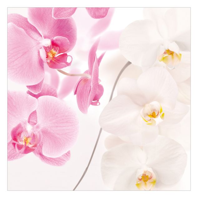 Fototapety Delikatne orchidee