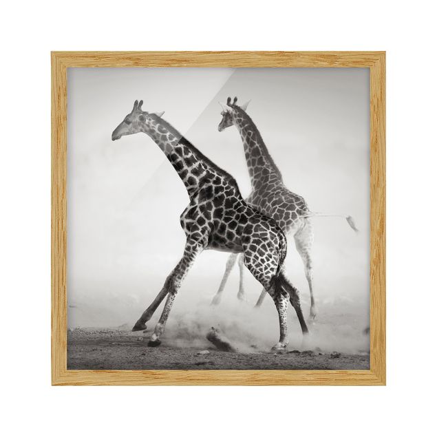 Obrazy w ramie do łazienki Polowanie na żyrafę