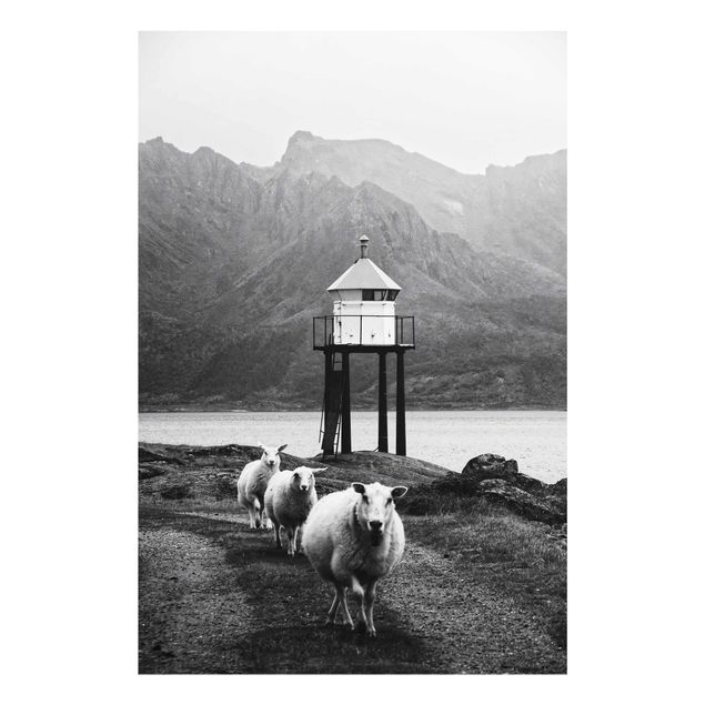 Obrazy nowoczesne Trzy owce na Lofotach