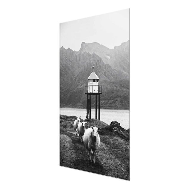 Obrazy zwierzęta Trzy owce na Lofotach