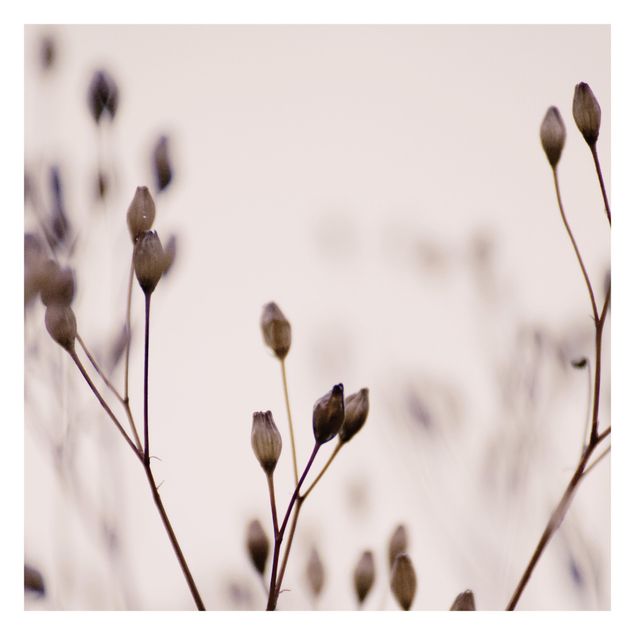 Fototapeta - Ciemne pąki na gałęzi dzikiego kwiatu