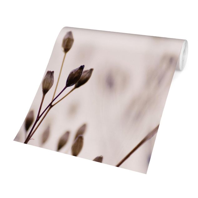 Fototapety Ciemne pąki na gałęzi dzikiego kwiatu