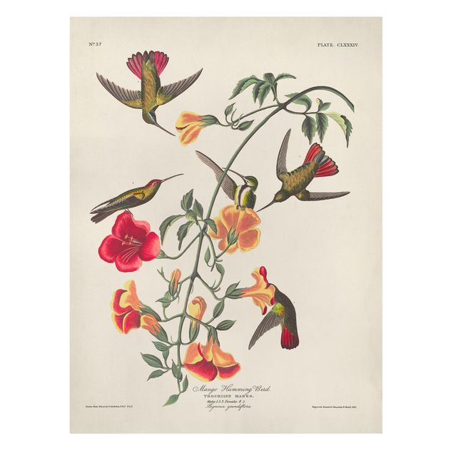 Obrazy retro Tablica edukacyjna w stylu vintage Kolibry mango