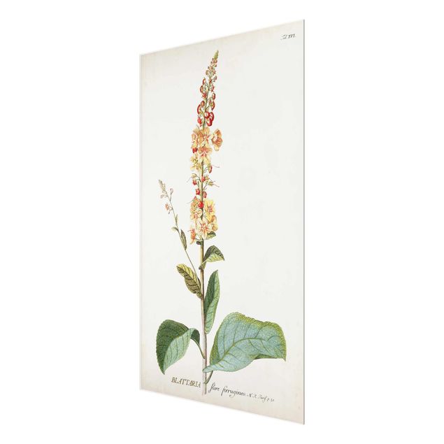 Obrazy z motywem kwiatowym Vintage Botanika Ilustracja Mullein