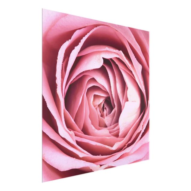 Obrazy na szkle kwadrat Różowy kwiat róży
