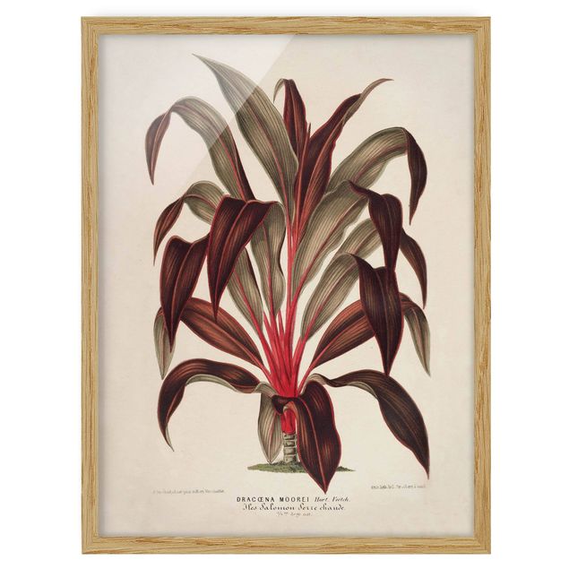 Obrazy w ramie do łazienki Botanika Vintage Ilustracja smoka drzewa