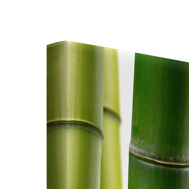 Obrazy na płótnie bambus Rośliny bambusowe
