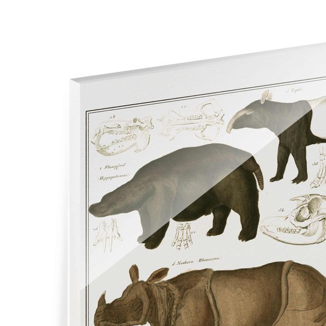Obrazy do salonu Tablica edukacyjna w stylu vintage Słonie, zebry i nosorożce