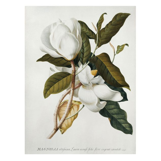 Obrazy motywy kwiatowe Georg Dionysius Ehret - Magnolia