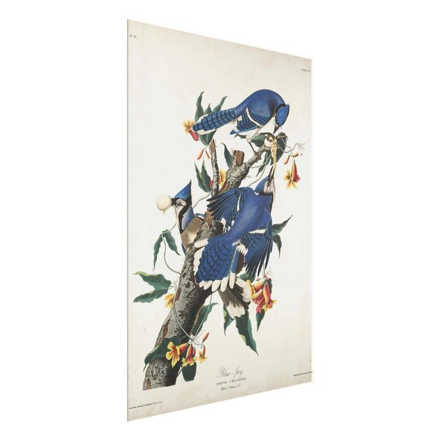 Obrazy ze zwierzętami Tablica edukacyjna w stylu vintage Sójka błękitna