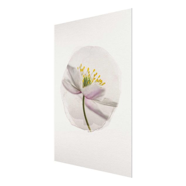 Obrazy motywy kwiatowe Akwarele - Nemorosa