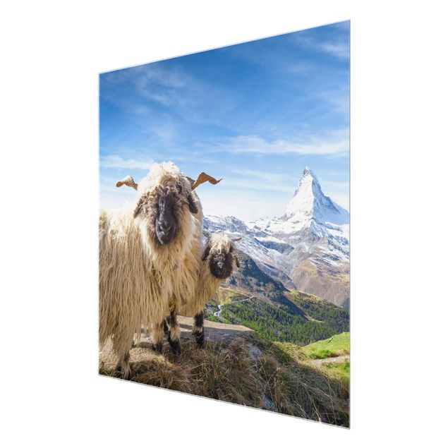 Obrazy na szkle krajobraz Czarnonose owce z Zermatt