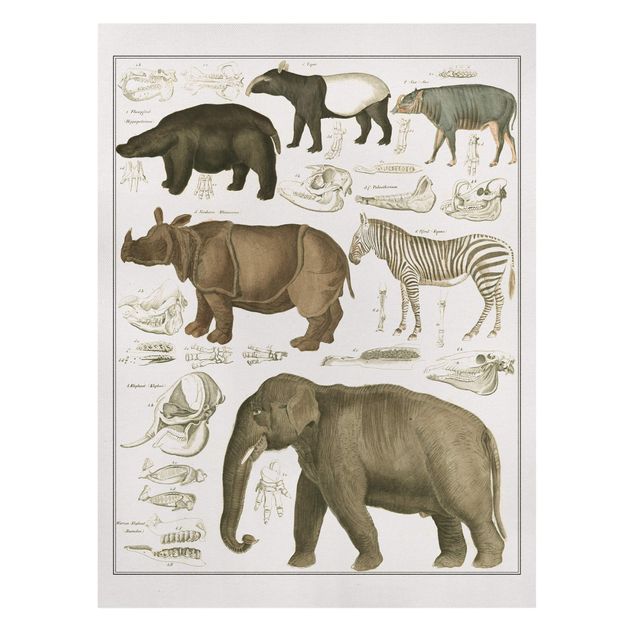 Słoń obraz Tablica edukacyjna w stylu vintage Słonie, zebry i nosorożce