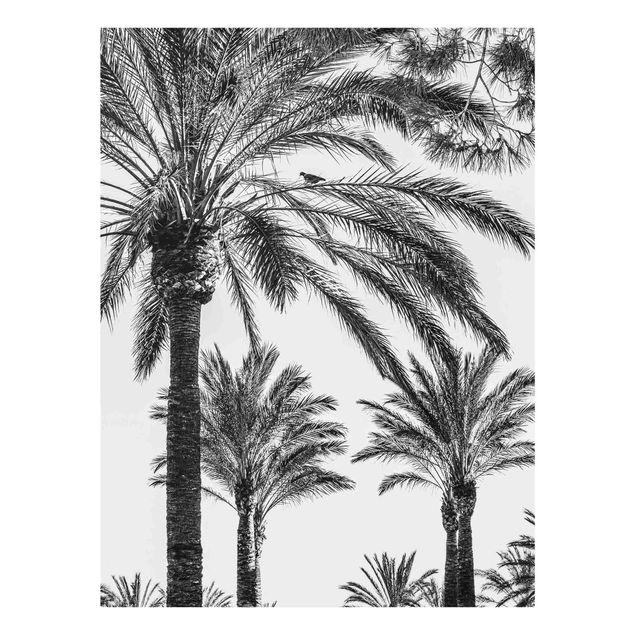 Obrazy nowoczesny Palmy o zachodzie słońca, czarno-białe