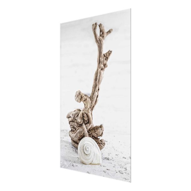 Obrazy morze Biała skorupa ślimaka i drewno korzeniowe
