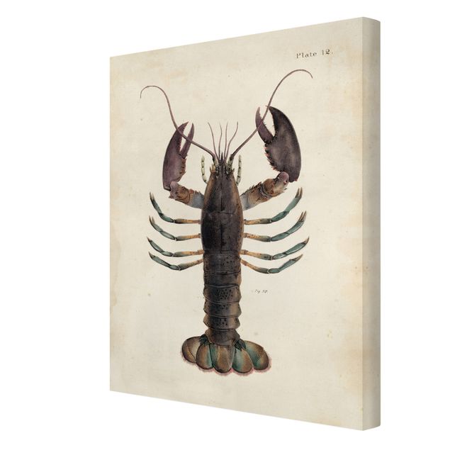 Obraz brązowy Ilustracja homara w stylu vintage