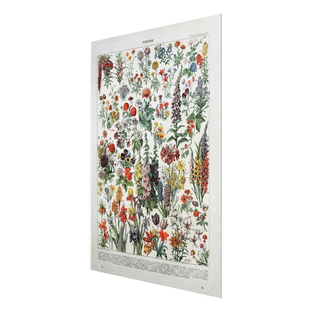Obrazy kolorowe Tablica edukacyjna w stylu vintage Kwiaty IV