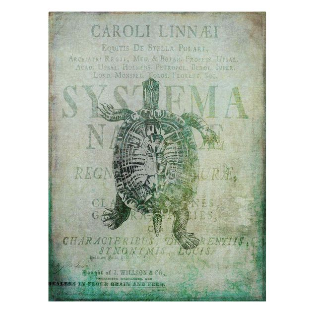Obrazy powiedzenia Kolaż w stylu vintage - żółw antyczny