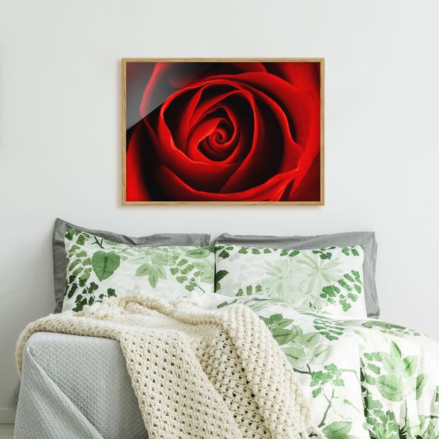 Obrazy w ramie do korytarzu Piękna róża