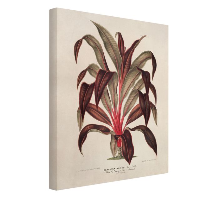Obrazy vintage Botanika Vintage Ilustracja smoka drzewa