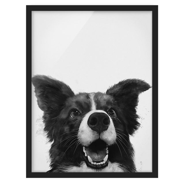 Obrazy w ramie do łazienki Ilustracja pies Border Collie czarno-biały malarstwo