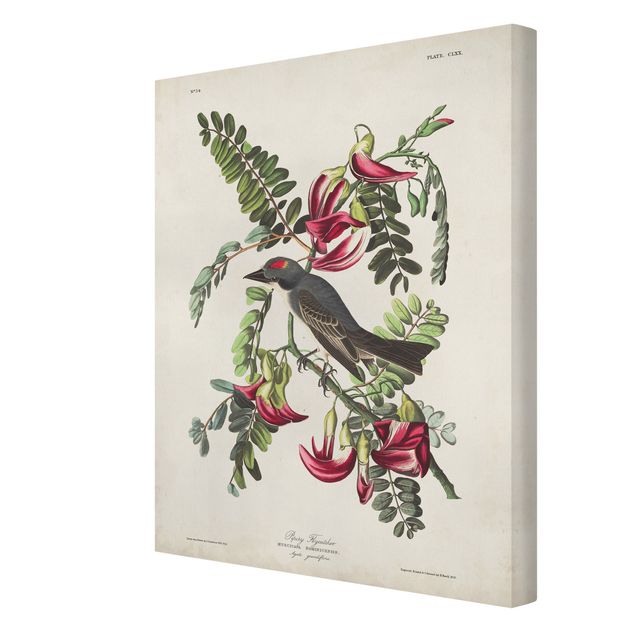 Obrazy ptaki na płótnie Tablica edukacyjna w stylu vintage Muchołówka II