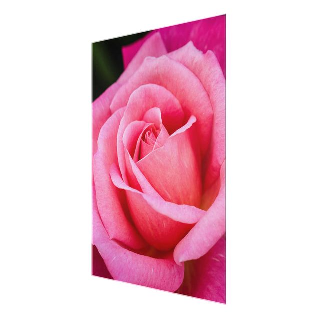 Obrazy z motywem kwiatowym Kwiat różowej róży na tle zieleni