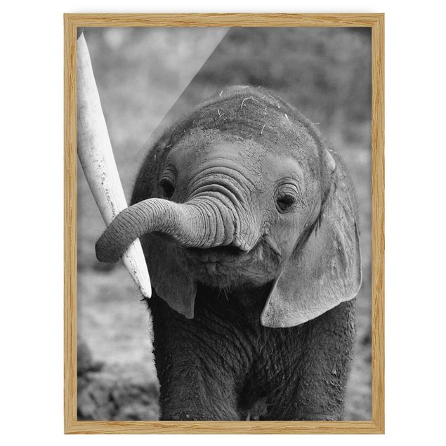 Obrazy w ramie zwierzęta Baby słoń