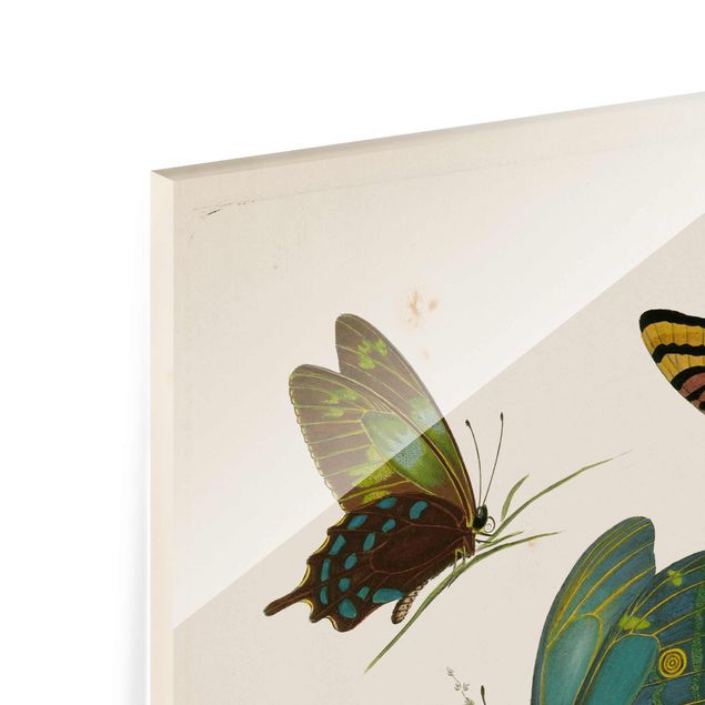 Obrazy retro Ilustracja w stylu vintage Motyle egzotyczne