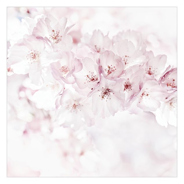 Fototapeta - Wiew kwitnącej wiśni