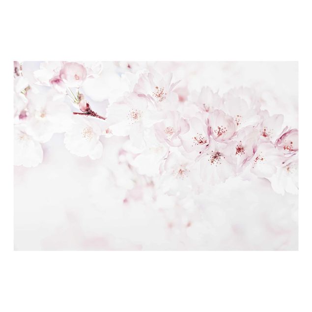 Obraz różowy Wiew kwitnącej wiśni