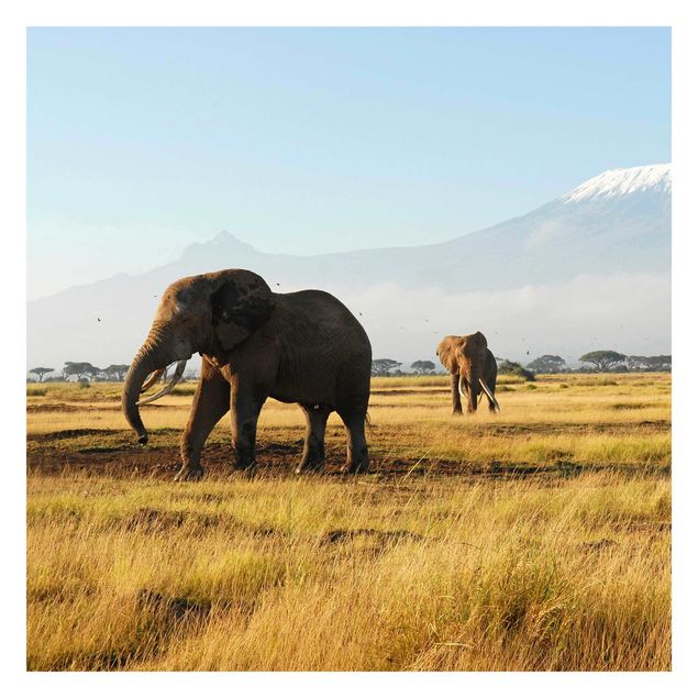 Tapety na ściany Słonie na tle Kilimandżaro w Kenii