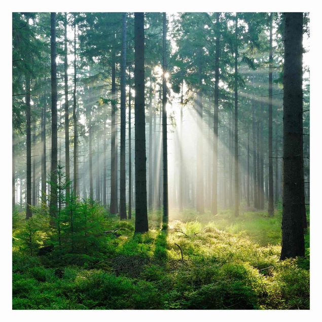 Fototapeta - Świetlany las