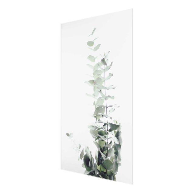 Obrazy z motywem kwiatowym Eukaliptus w białym świetle